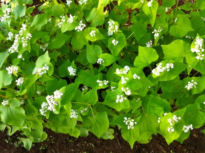 そばの花_2