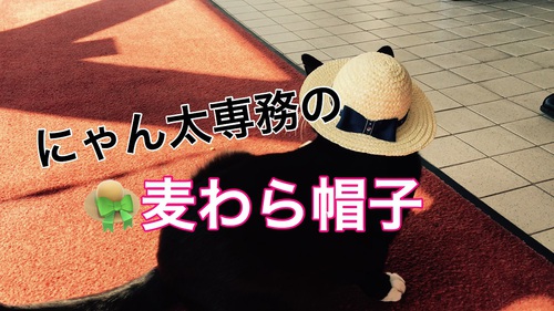 伊豆　北川温泉　星ホテル  猫専務