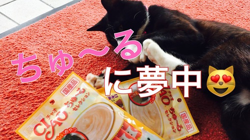 伊豆　北川温泉　星ホテル  猫専務