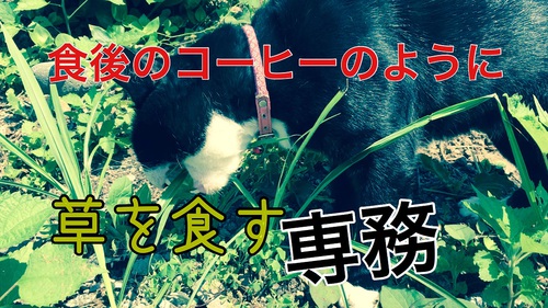 ネコ専務草を食べる！