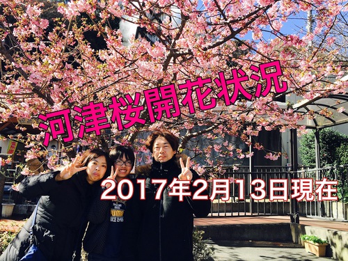 伊豆　河津桜