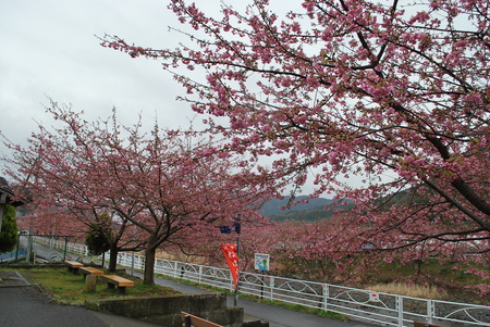 やっと河津桜が満開になりました。
