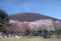 伊豆高原（伊東市）の桜まつり。