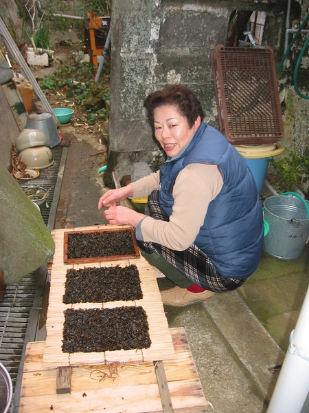 冬の風物詩、「磯海苔」取り。