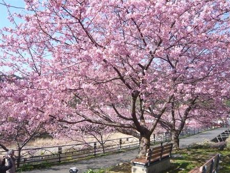 三寒四温、春近し。