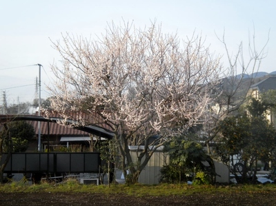 SAKURA!!!