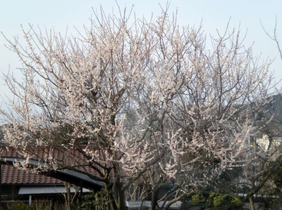 SAKURA!!!
