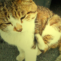 [独り言]近所のねこ