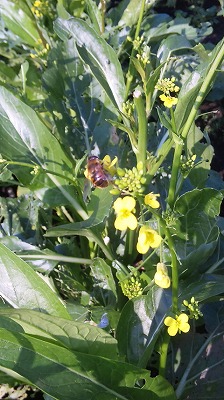「なごみ農園」池ちゃん　アスパラ菜収穫