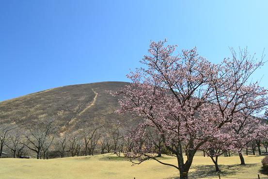 お花見するなら伊豆高原！