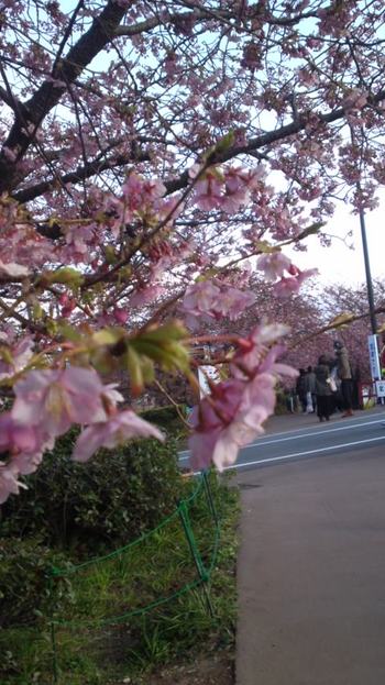 河津桜