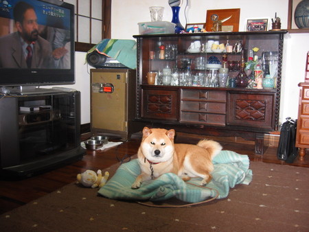テンちゃん便り