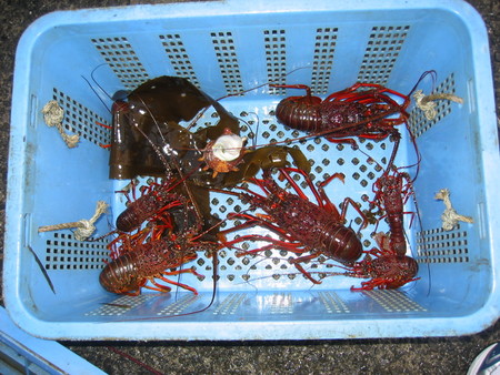 伊勢海老網の解禁
