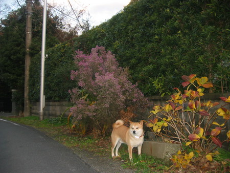 エリカの花