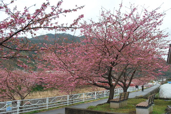 桜、最高潮