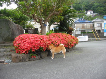 築城石とツツジ