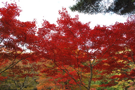 紅葉