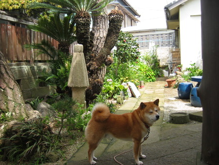 おしさしぶり