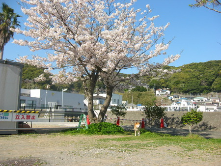 テン・花シリーズ