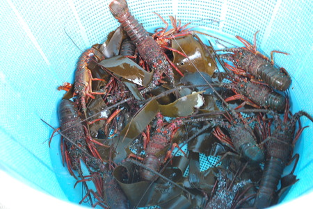 伊勢海老料理