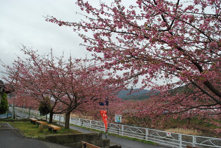 花遍歴