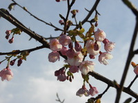 河津桜が咲き始めました