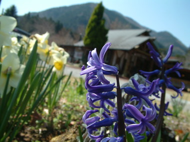 イーラ畑の植え付け