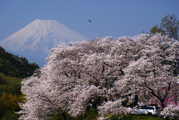 桜と富士山