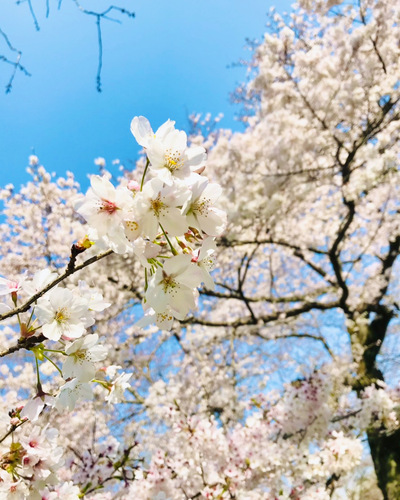 お花見