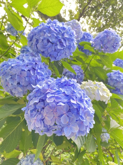 紫陽花