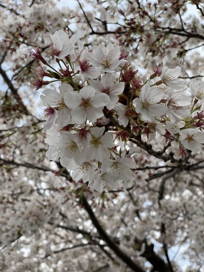 春到来