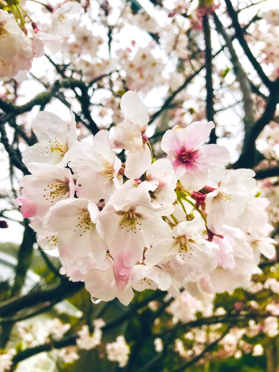 桜の季節