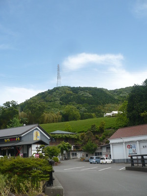 蔵屋鳴沢　茶摘体験！