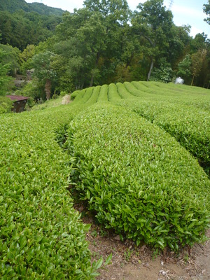 蔵屋鳴沢　茶摘体験！