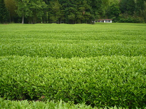蔵屋鳴沢　茶摘体験！