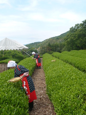 蔵屋鳴沢　茶摘体験！