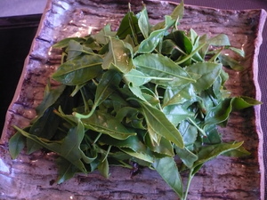 蔵屋鳴沢　茶摘体験！
