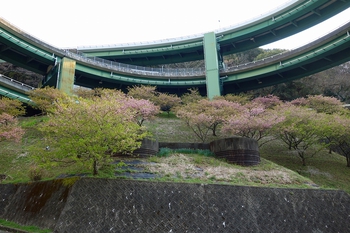 第27回 河津桜まつりが本日閉幕いたします。