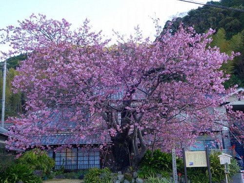 河津桜開花速報　2020/02/05日版