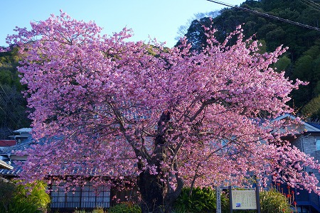 河津桜原木見頃！　河津桜開花速報　2021/02/09　