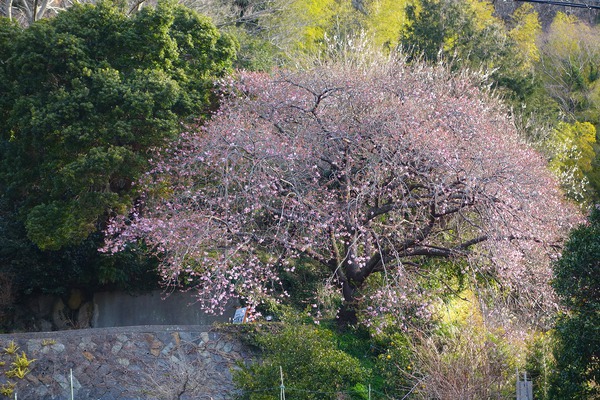 河津桜・大宮瀬の桜が、良く見えるように伐採作業！