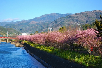 河津桜まつりも中盤へ　川沿い桜並木も見頃に