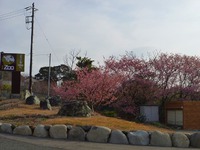 菖蒲沢地区が見頃。河津桜原木は５分咲きへ