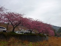 河津桜まつり今週は最大のピークに！