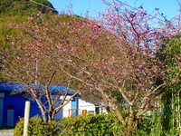 早咲きの河津桜も開花が進んでます