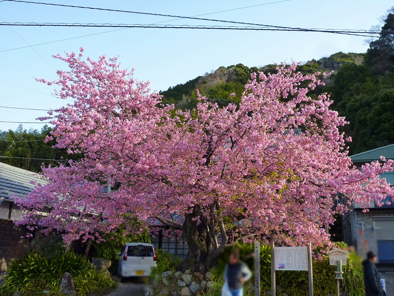 15年02月 Sakura Blog 河津桜情報