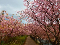 河津桜まつり　各地で見頃が続いてます