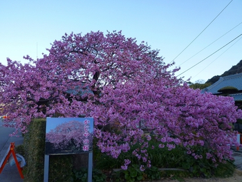 河津川沿いの河津桜も開花が進んでます