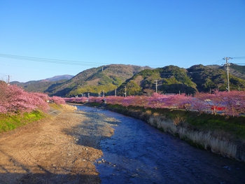 河津川沿いの河津桜も開花が進んでます