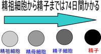 男性不妊：精子が作られるまでの流れ